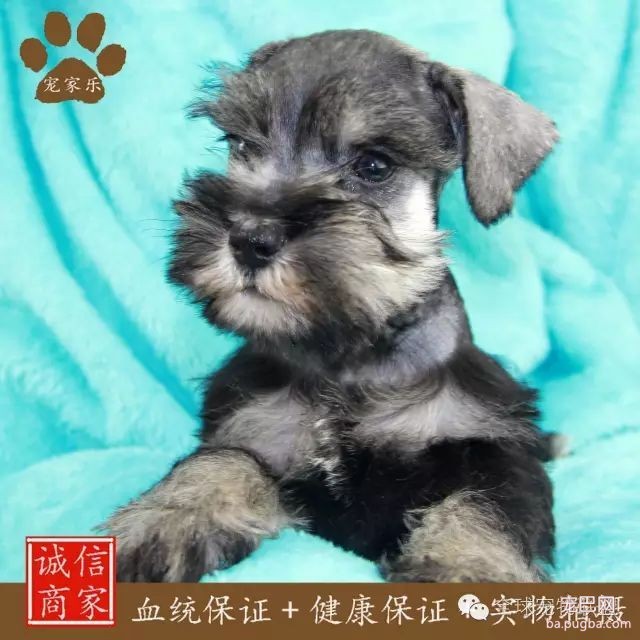 79种狗狗智商排名都在这里 看看你家的狗狗排名在哪？-13.jpeg