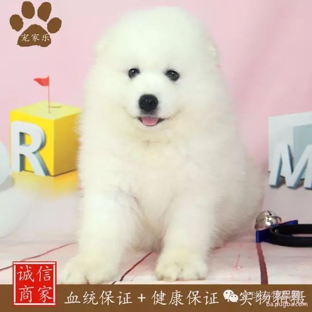79种狗狗智商排名都在这里 看看你家的狗狗排名在哪？-17.jpeg