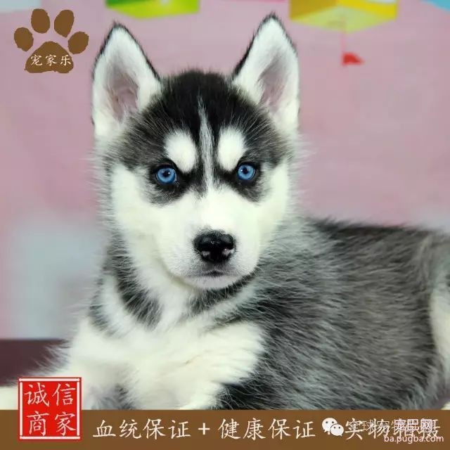 79种狗狗智商排名都在这里 看看你家的狗狗排名在哪？-18.jpeg