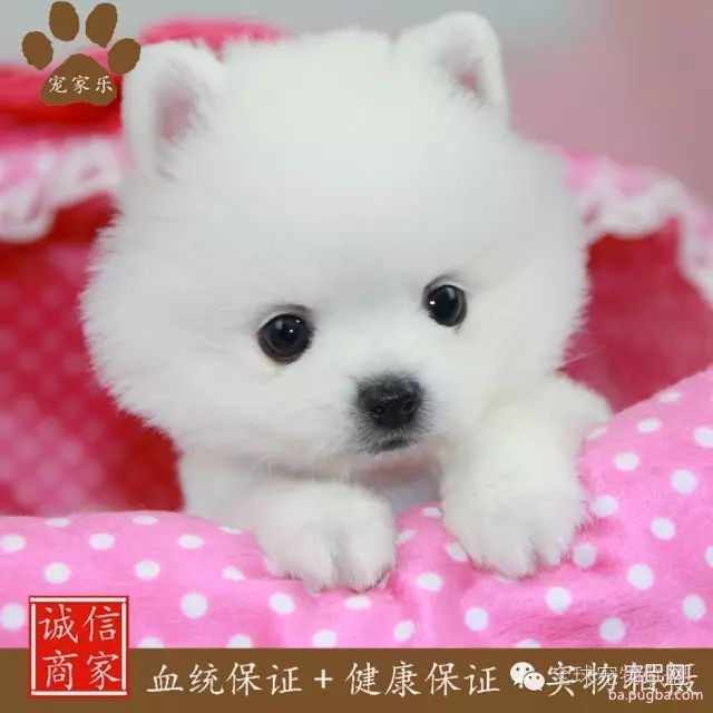 79种狗狗智商排名都在这里 看看你家的狗狗排名在哪？-15.jpeg