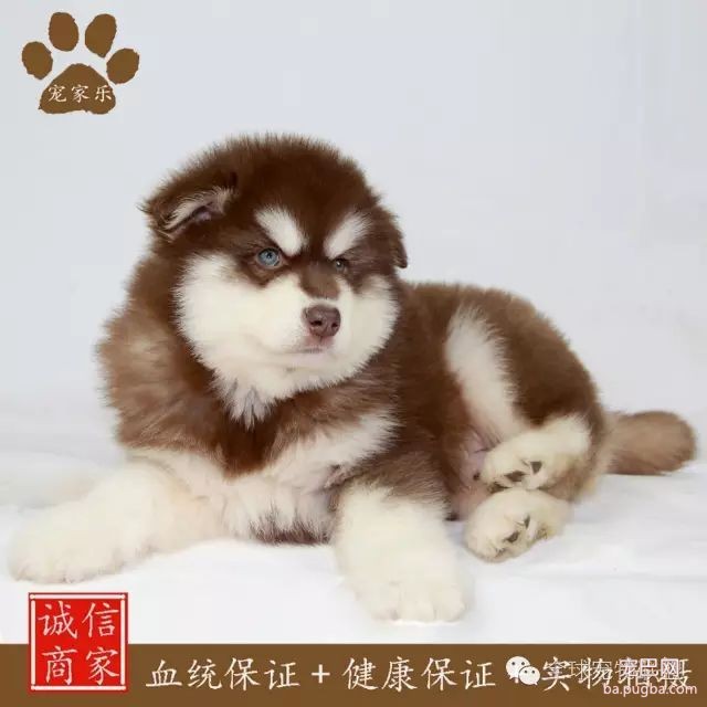 79种狗狗智商排名都在这里 看看你家的狗狗排名在哪？-22.jpeg