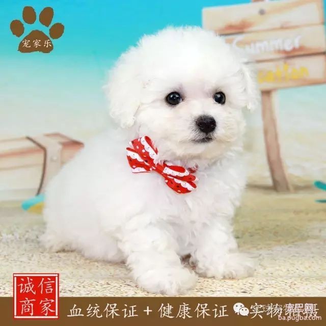 79种狗狗智商排名都在这里 看看你家的狗狗排名在哪？-19.jpeg