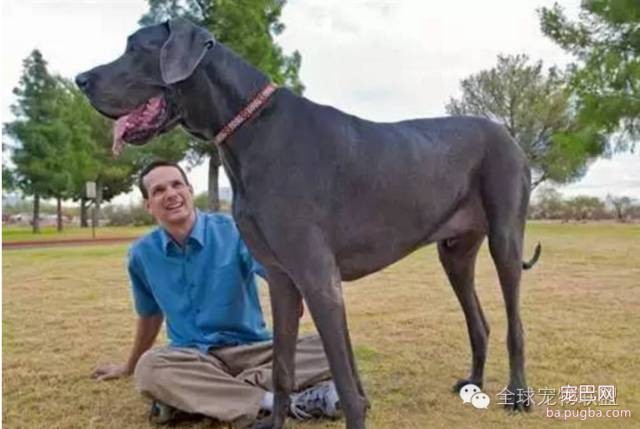 79种狗狗智商排名都在这里 看看你家的狗狗排名在哪？-20.jpeg