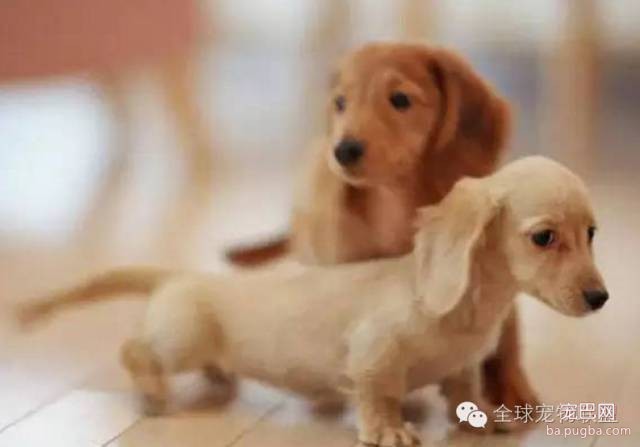 79种狗狗智商排名都在这里 看看你家的狗狗排名在哪？-21.jpeg