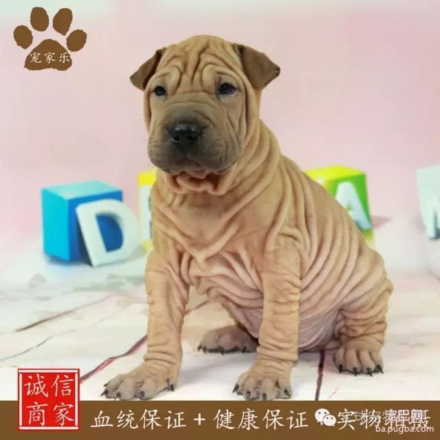 79种狗狗智商排名都在这里 看看你家的狗狗排名在哪？-23.jpeg