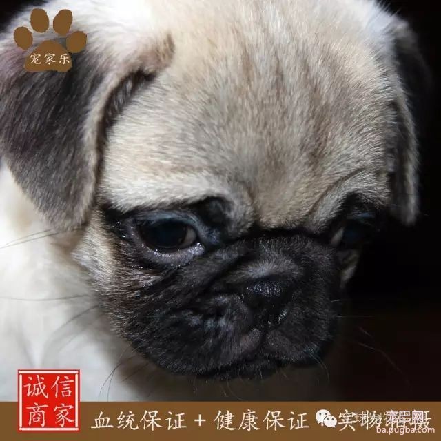 79种狗狗智商排名都在这里 看看你家的狗狗排名在哪？-25.jpeg
