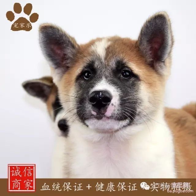 79种狗狗智商排名都在这里 看看你家的狗狗排名在哪？-24.jpeg