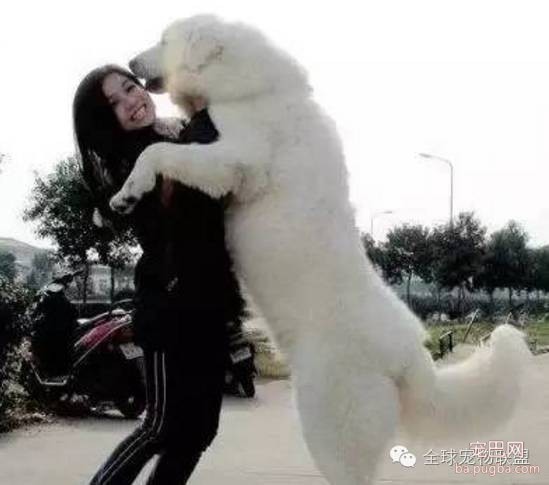 79种狗狗智商排名都在这里 看看你家的狗狗排名在哪？-29.jpeg