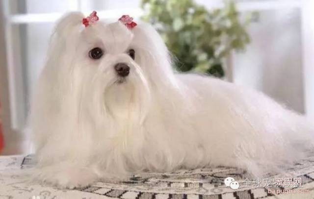 79种狗狗智商排名都在这里 看看你家的狗狗排名在哪？-27.jpeg