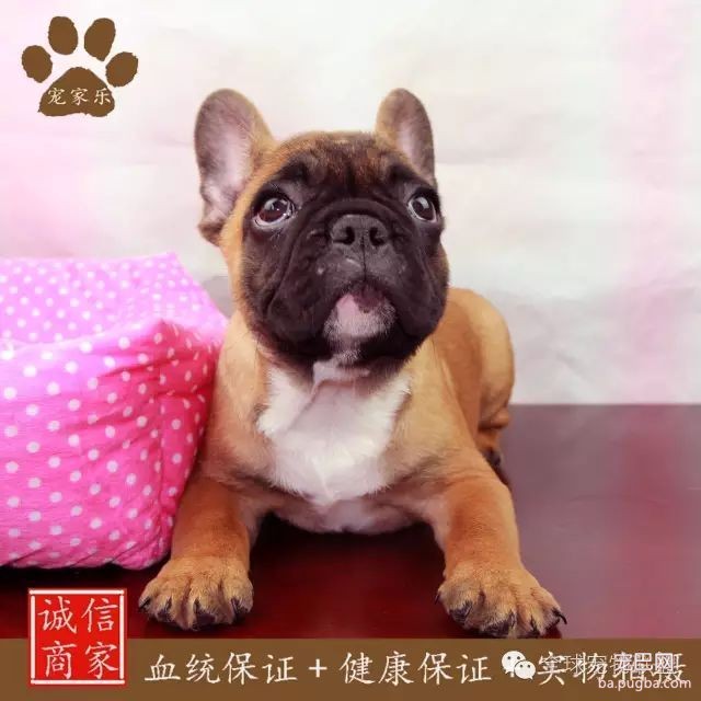 79种狗狗智商排名都在这里 看看你家的狗狗排名在哪？-26.jpeg