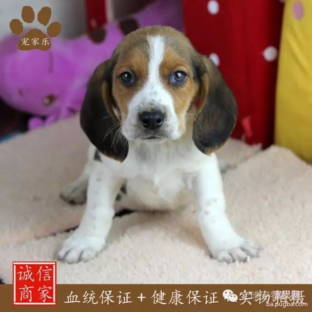79种狗狗智商排名都在这里 看看你家的狗狗排名在哪？-31.jpeg