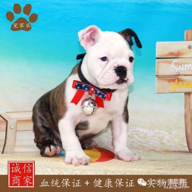 79种狗狗智商排名都在这里 看看你家的狗狗排名在哪？-32.jpeg