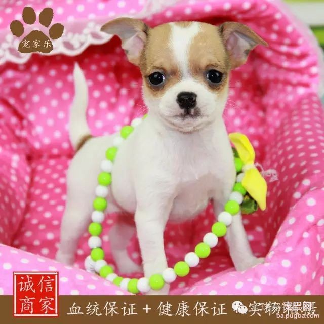 79种狗狗智商排名都在这里 看看你家的狗狗排名在哪？-30.jpeg