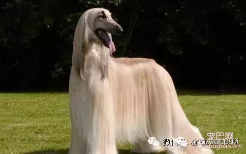 79种狗狗智商排名都在这里 看看你家的狗狗排名在哪？-33.jpeg
