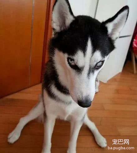 女孩800买只哈士奇，老板人好送了一口锅，3天后才发现不对劲-1.jpeg