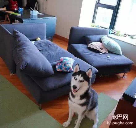 女孩800买只哈士奇，老板人好送了一口锅，3天后才发现不对劲-2.jpeg