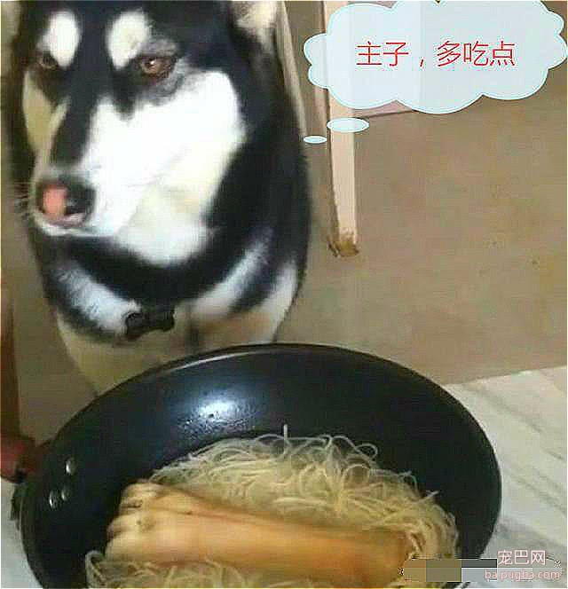 女孩800买只哈士奇，老板人好送了一口锅，3天后才发现不对劲-4.jpeg