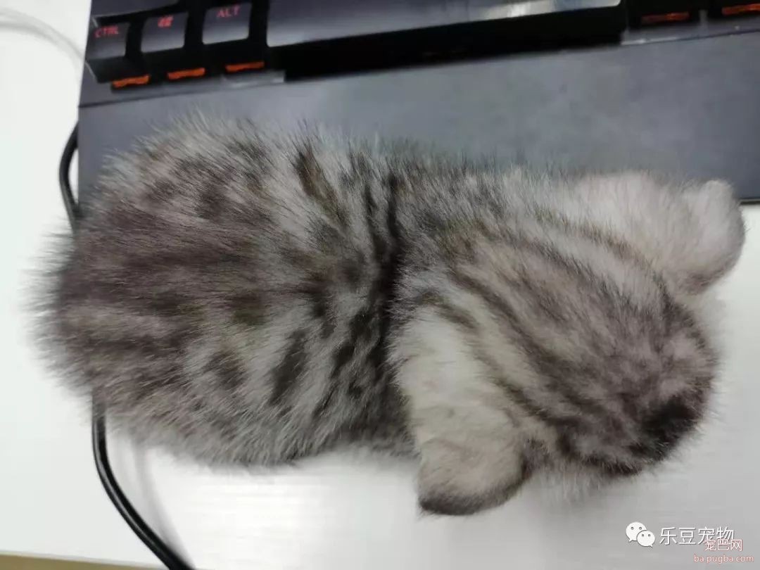 新养了只猫，带到办公室后每天要睡十六个小时，谁见谁夸!-1.jpeg