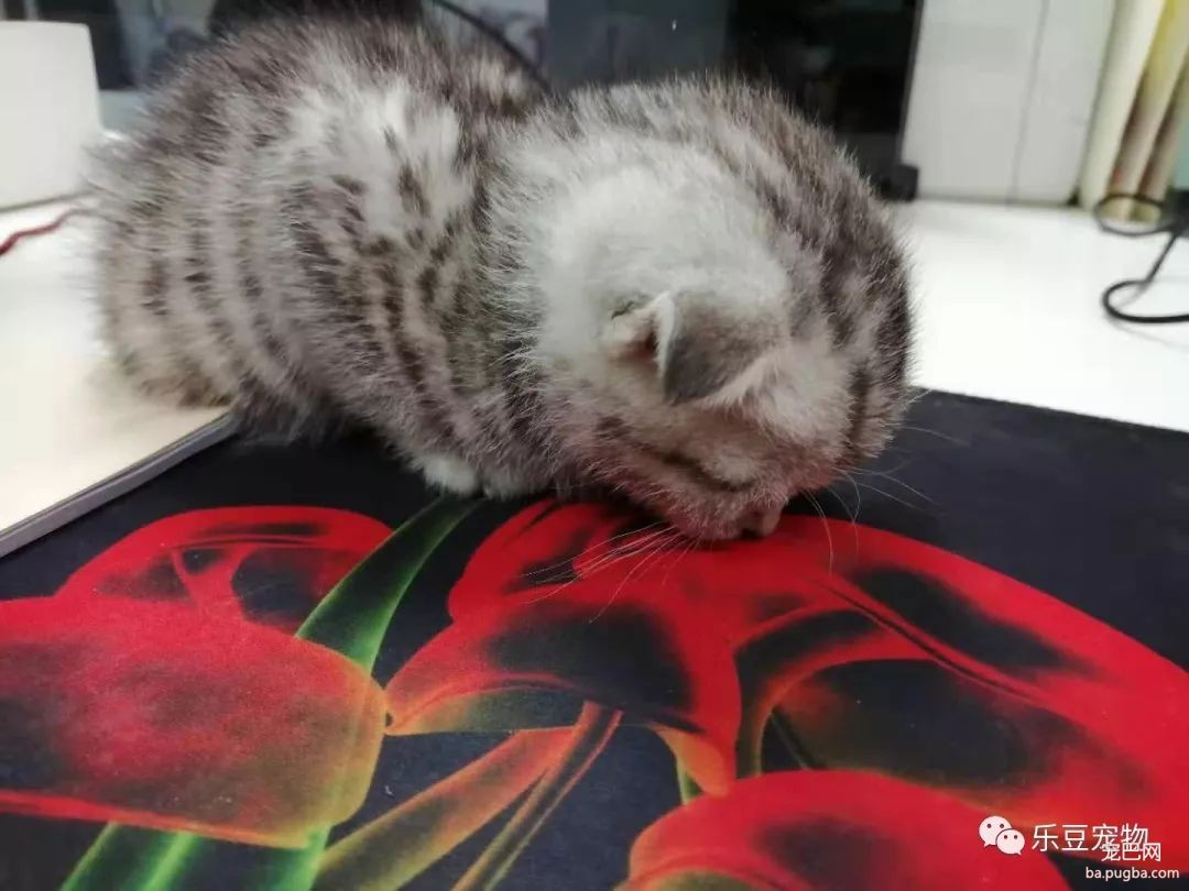 新养了只猫，带到办公室后每天要睡十六个小时，谁见谁夸!-2.jpeg