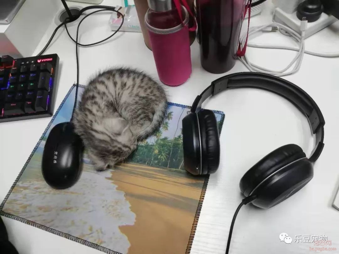 新养了只猫，带到办公室后每天要睡十六个小时，谁见谁夸!-3.jpeg