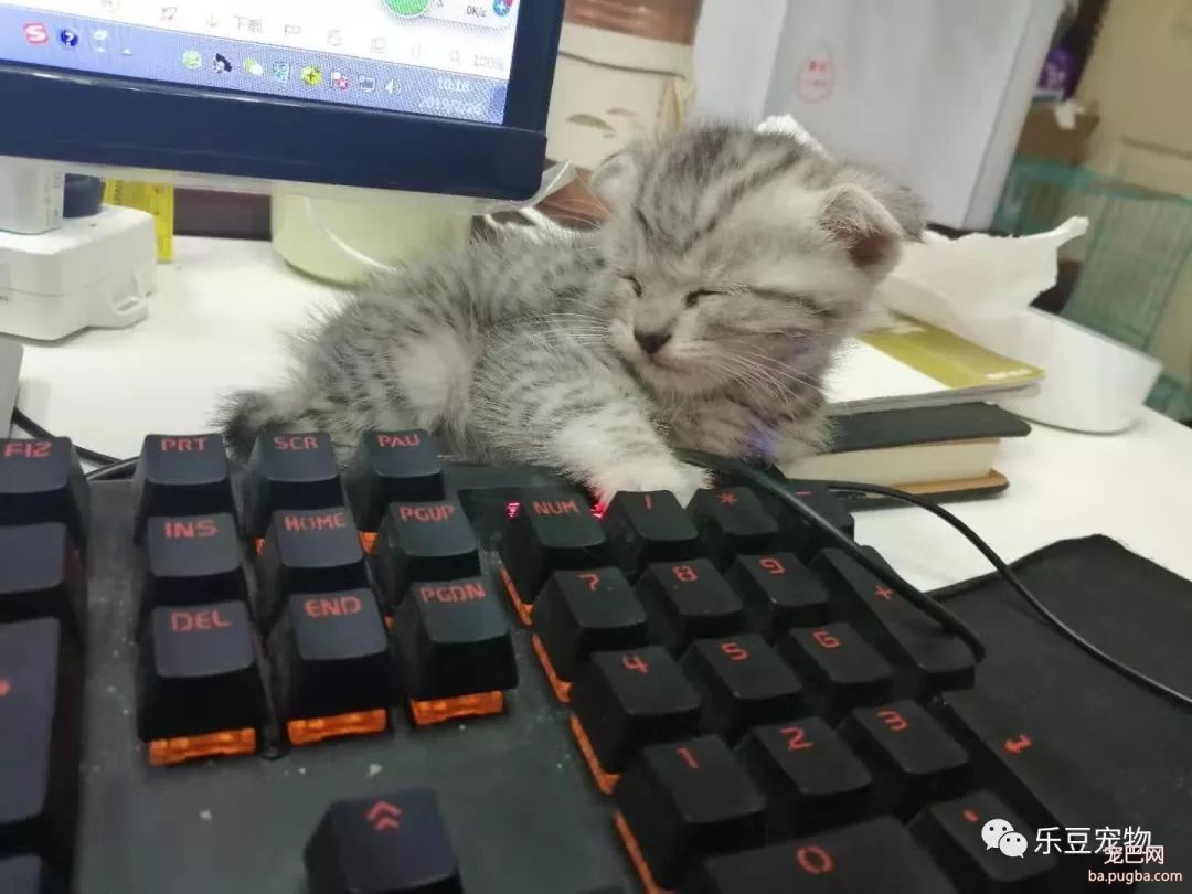 新养了只猫，带到办公室后每天要睡十六个小时，谁见谁夸!-4.jpeg