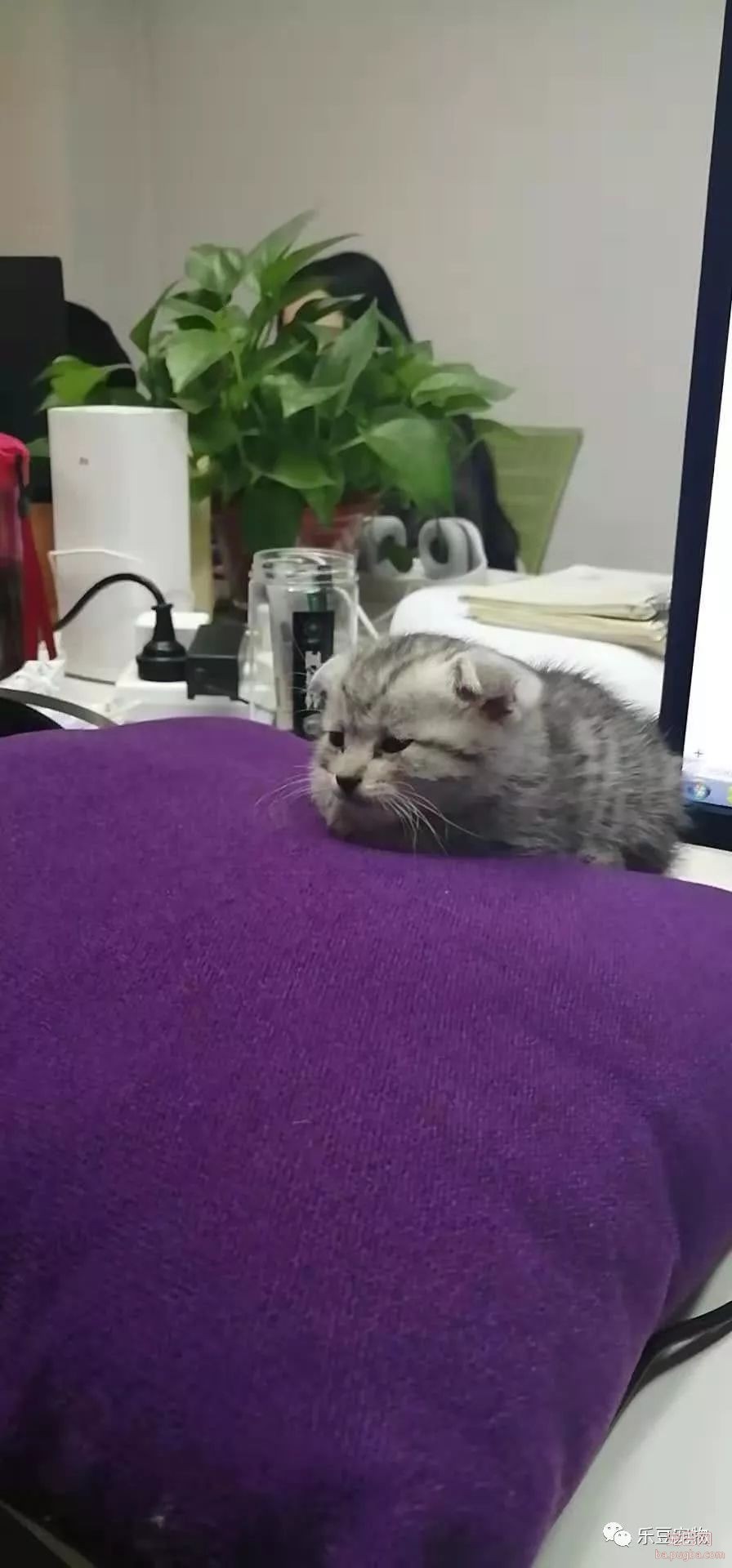 新养了只猫，带到办公室后每天要睡十六个小时，谁见谁夸!-6.jpeg