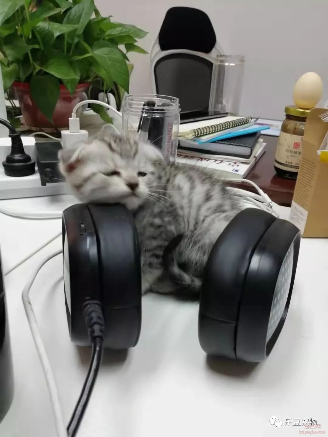 新养了只猫，带到办公室后每天要睡十六个小时，谁见谁夸!-5.jpeg