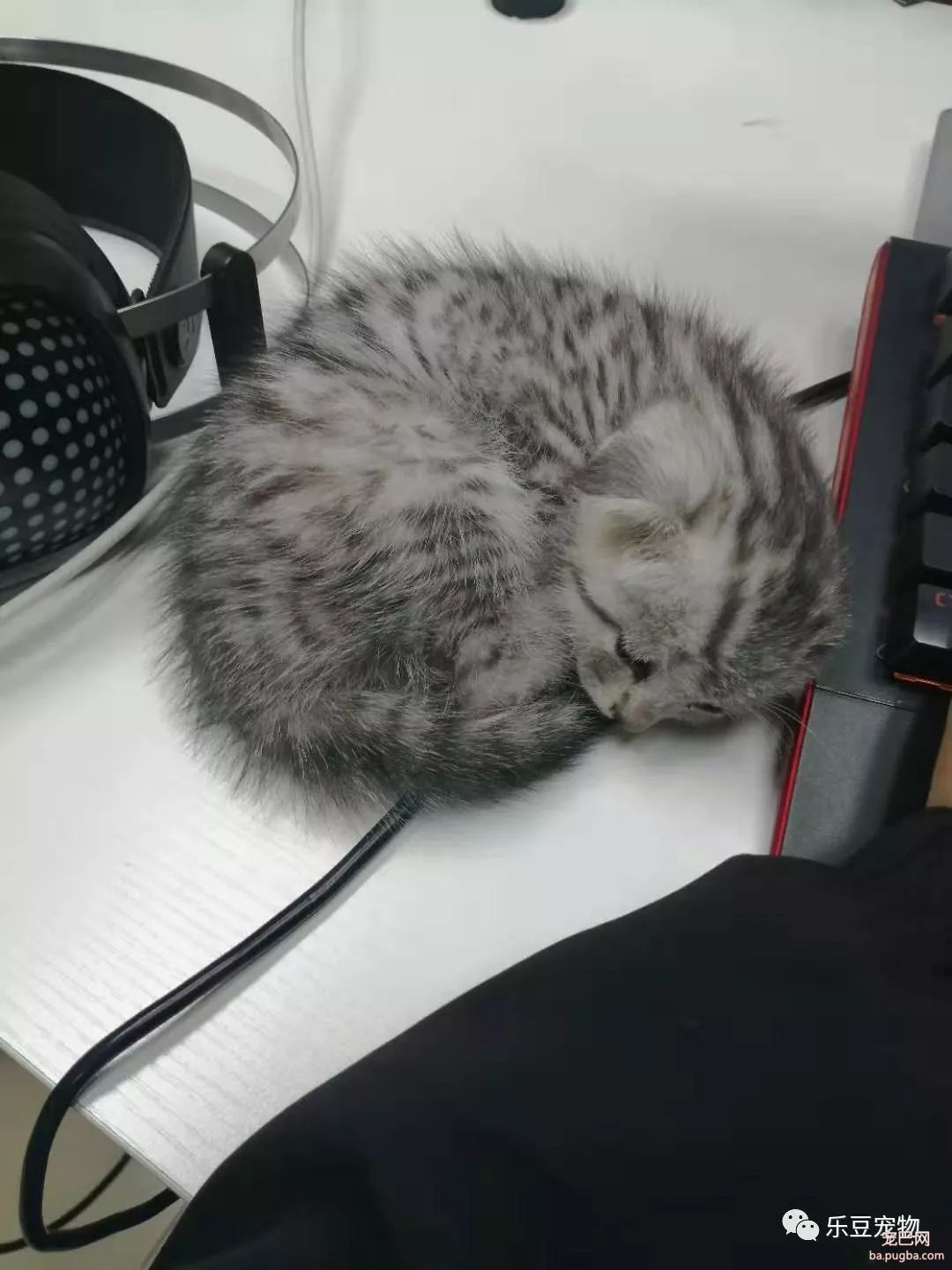 新养了只猫，带到办公室后每天要睡十六个小时，谁见谁夸!-7.jpeg
