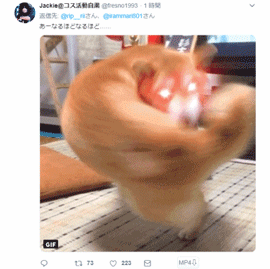 柴柴转圈摇尾巴玩的照片，结果被网友玩坏成了一枚肌肉柴男！-13.gif