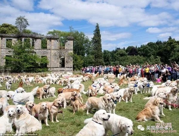 漫山的金毛，全是150年前世上最早的4只金毛的后代！好想冲进去揉一揉！-9.jpeg
