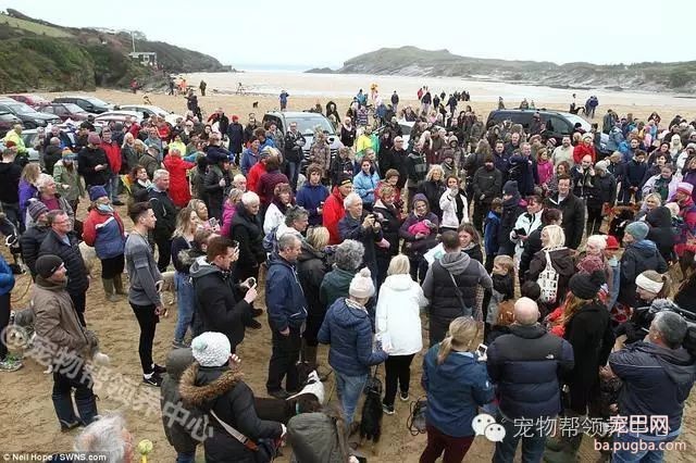 18岁狗狗安乐死前上百只狗狗送别，看到最后一张照片时大家眼泪都止不住了！-6.jpeg