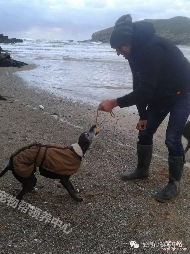 18岁狗狗安乐死前上百只狗狗送别，看到最后一张照片时大家眼泪都止不住了！-7.jpeg