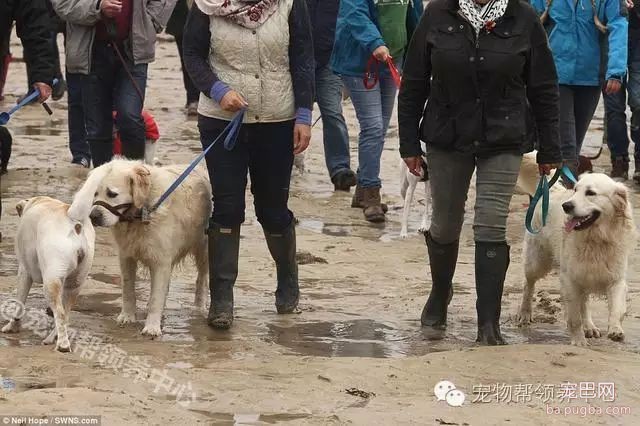 18岁狗狗安乐死前上百只狗狗送别，看到最后一张照片时大家眼泪都止不住了！-9.jpeg