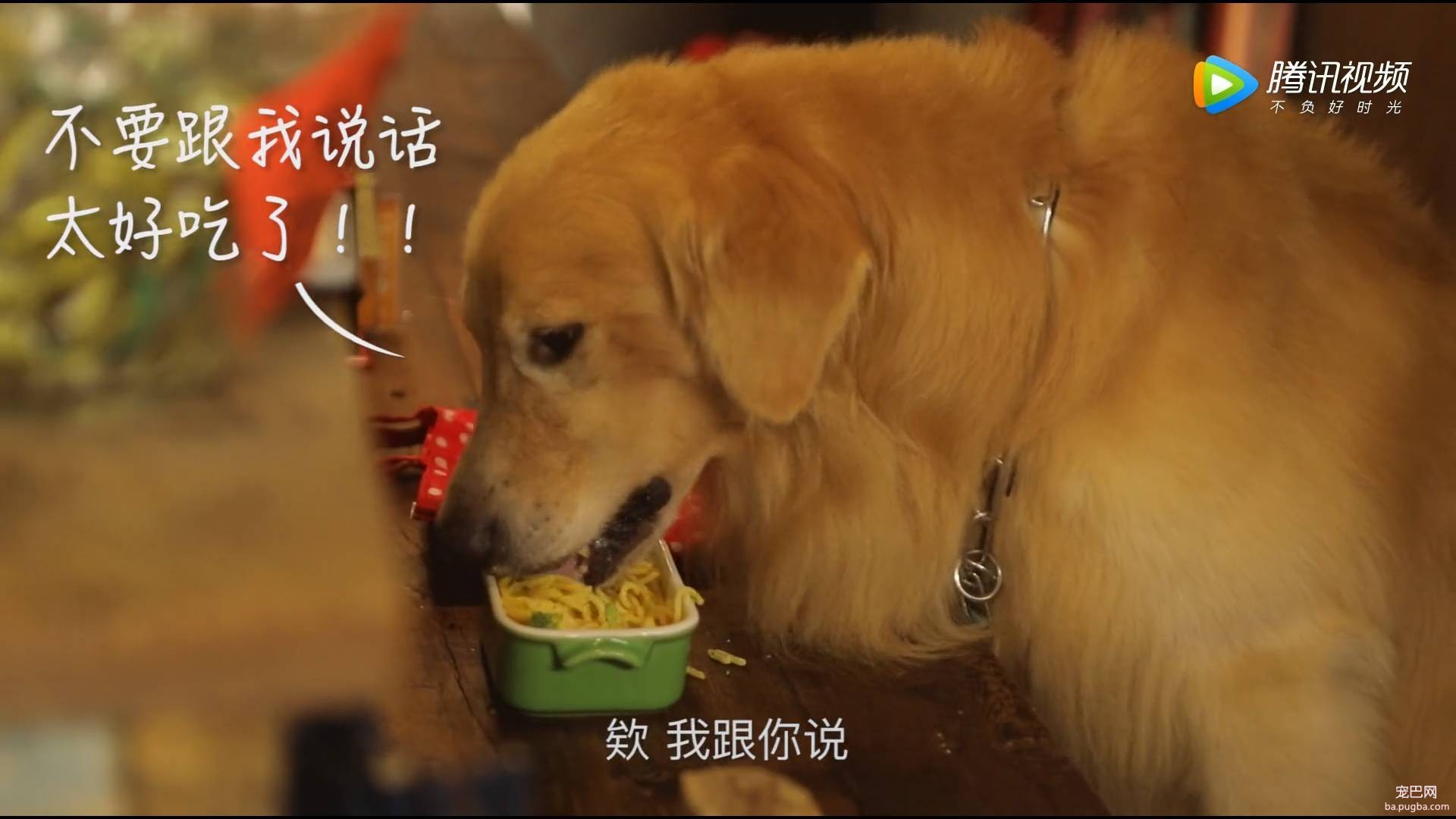 我的萌宠男友丨美狗外卖，送啥都快，变成狗也要赚钱养家-4.jpeg