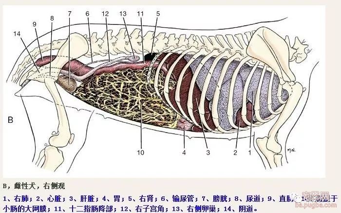 狗狗的生理解剖图，get！-3.jpeg