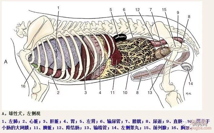 狗狗的生理解剖图，get！-2.jpeg