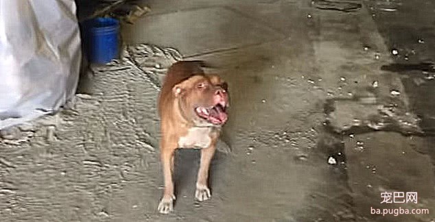 狗狗被关长达8年，长了两颗大肿瘤，当人靠近时它的反应让人心碎-3.jpeg