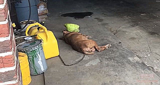 狗狗被关长达8年，长了两颗大肿瘤，当人靠近时它的反应让人心碎-2.jpeg