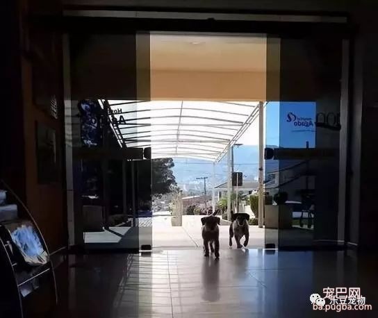 两只流浪狗医院门口蹲守五十天，知道原因后，医院的大门打开了！-2.jpeg