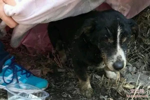 18岁爱犬过世，主人就埋葬了它，没想到它竟复活爬出了墓穴...-2.jpeg