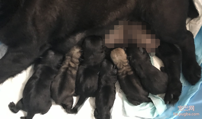 巴哥幼犬