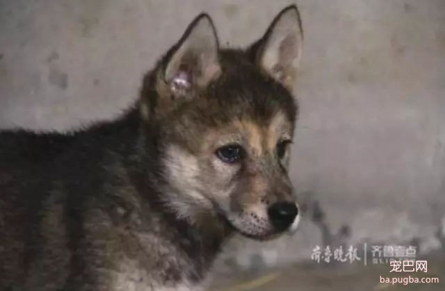 傻狗有傻福？混入狼群的那只哈士奇，娶了头母狼还当了爹-3.jpeg