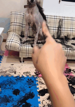 这货上辈子怕是个国画家，二哈又给家里抹黑啦！-2.gif