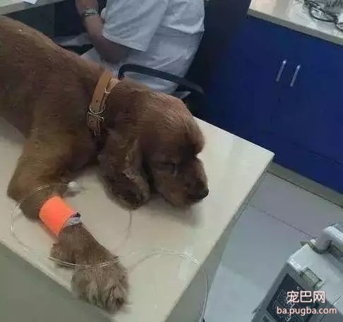 这货上辈子怕是个国画家，二哈又给家里抹黑啦！-13.jpg