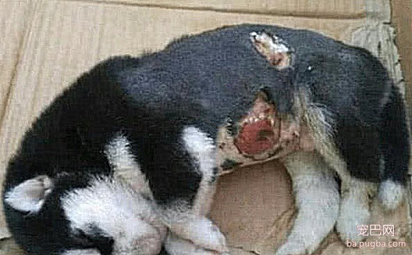二哈生下四只小奶狗，却突然咬伤其中一只，医生的话让人气愤不已-2.jpeg