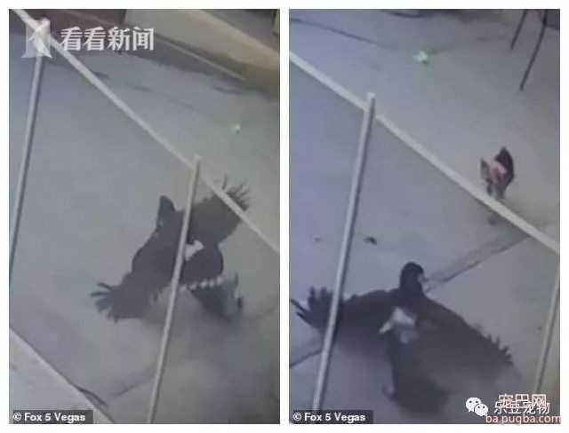 雄鹰抓起狗狗就飞，女主人抓了根棍子追了上去……-2.jpeg