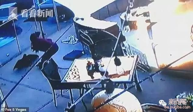 雄鹰抓起狗狗就飞，女主人抓了根棍子追了上去……-3.jpeg