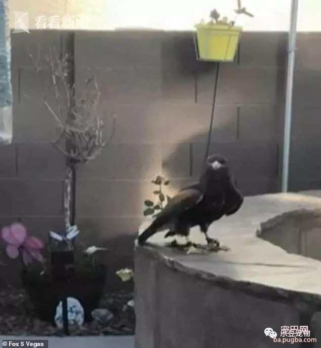 雄鹰抓起狗狗就飞，女主人抓了根棍子追了上去……-5.jpeg