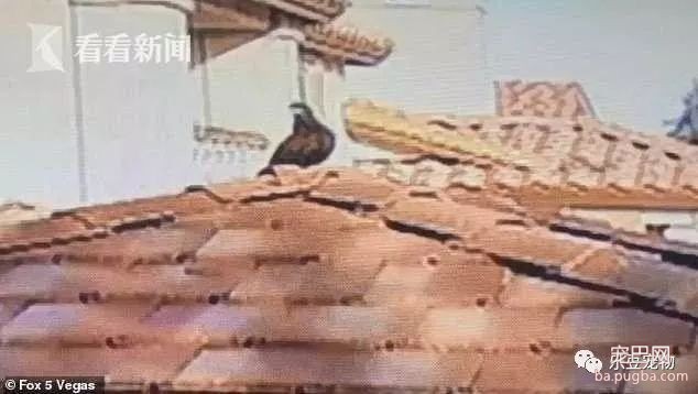 雄鹰抓起狗狗就飞，女主人抓了根棍子追了上去……-6.jpeg