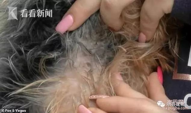 雄鹰抓起狗狗就飞，女主人抓了根棍子追了上去……-7.jpeg